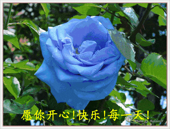 最美早上好鲜花图片,早上好问候语,愿你开心快乐每一天
