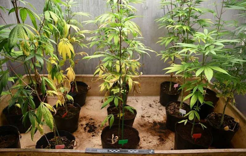 网上购买种子,室内种植大麻植株27株,中山警方抓获2名