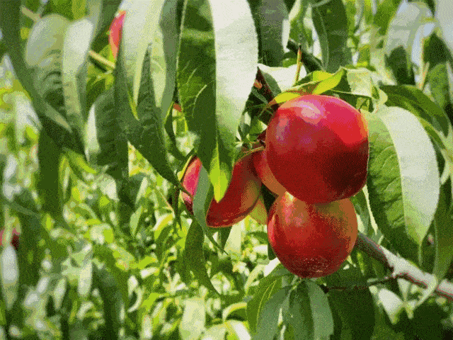 新鲜上市的油桃果实脆硬 易于储存即便经过长途跋涉口感也不会变质