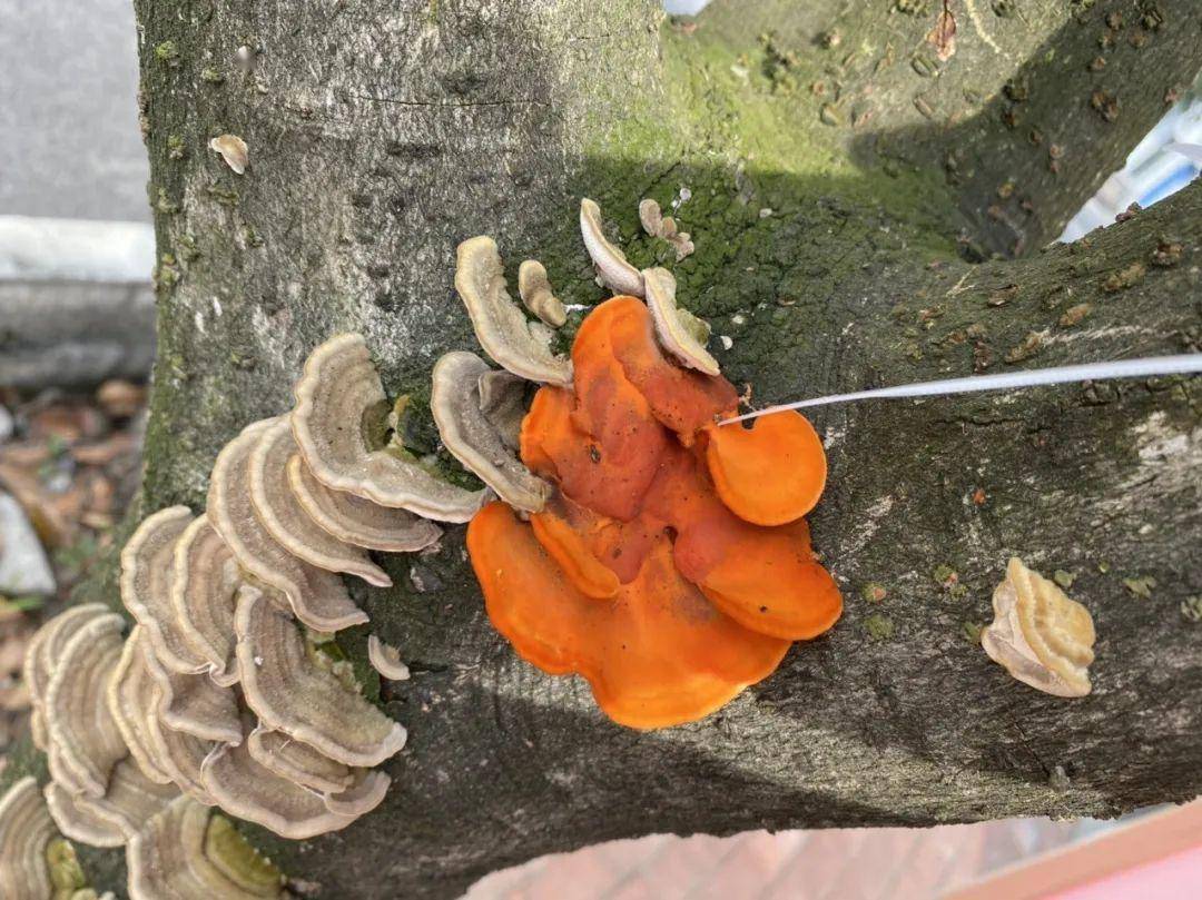 树上长的这种蘑菇真的可以?