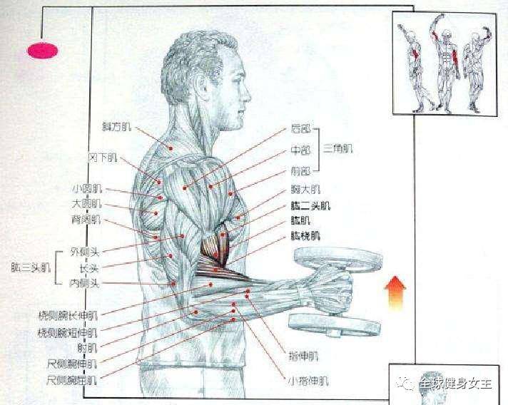 简单几招,教你打造麒麟臂!