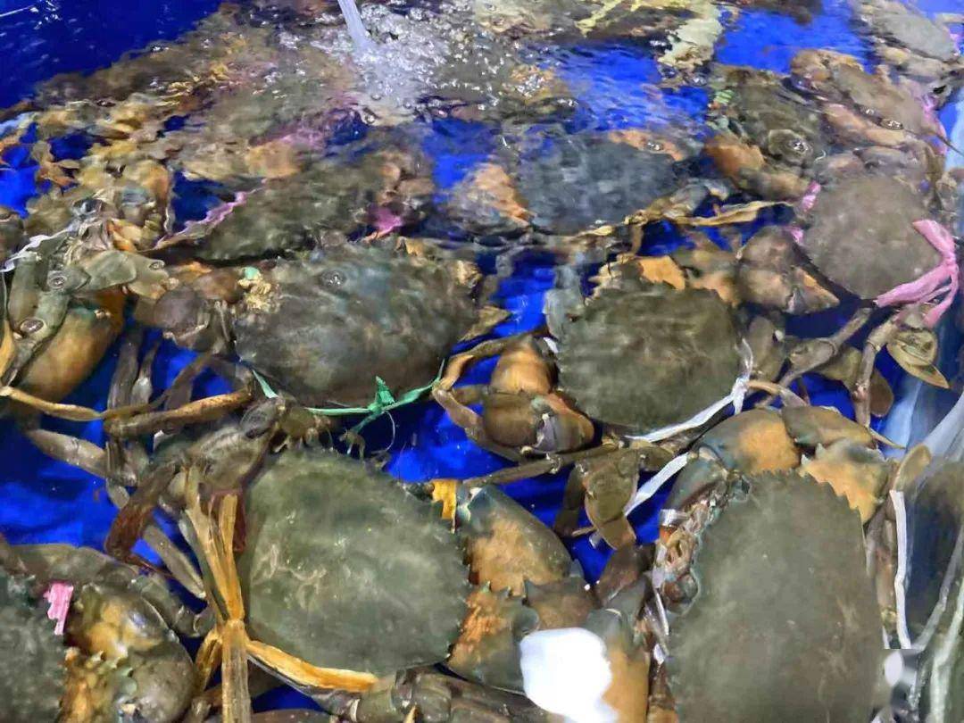 鱼虎云一猜一成语大全_一图一成语猜答案大全(2)