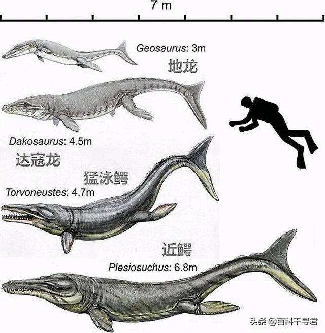 种类很多,它们都被归为海鳄亚目,在那个爬行动物称霸海洋的时代,鳄鱼