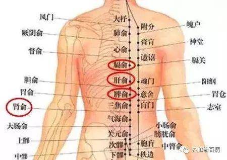 加灸:脾俞,膈俞脾俞(位于第11胸椎棘突下旁开1.