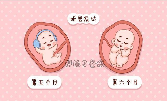 胎儿在妈妈肚子里的发育顺序是怎样的?原来宝宝3个月就有味觉了