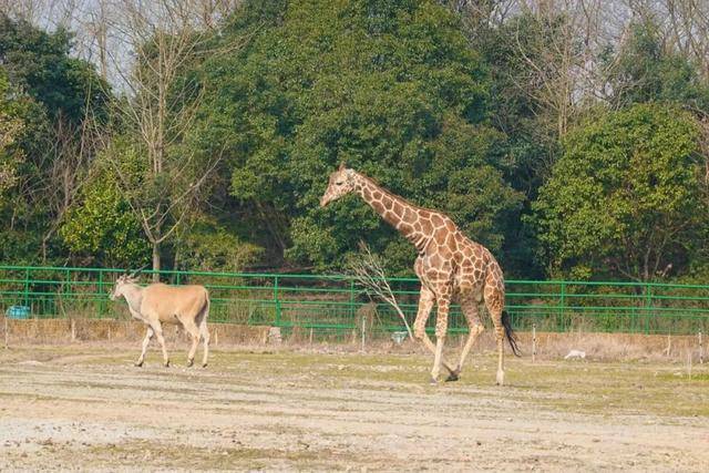 比较大的动物园 8015f12ce7874164842889a0d467f833.jpeg