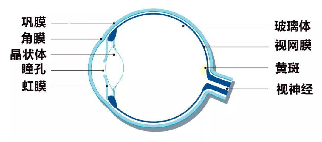 激光近视手术原理图 e04f73700a9c49c0993f786c442ba1f9.jpeg