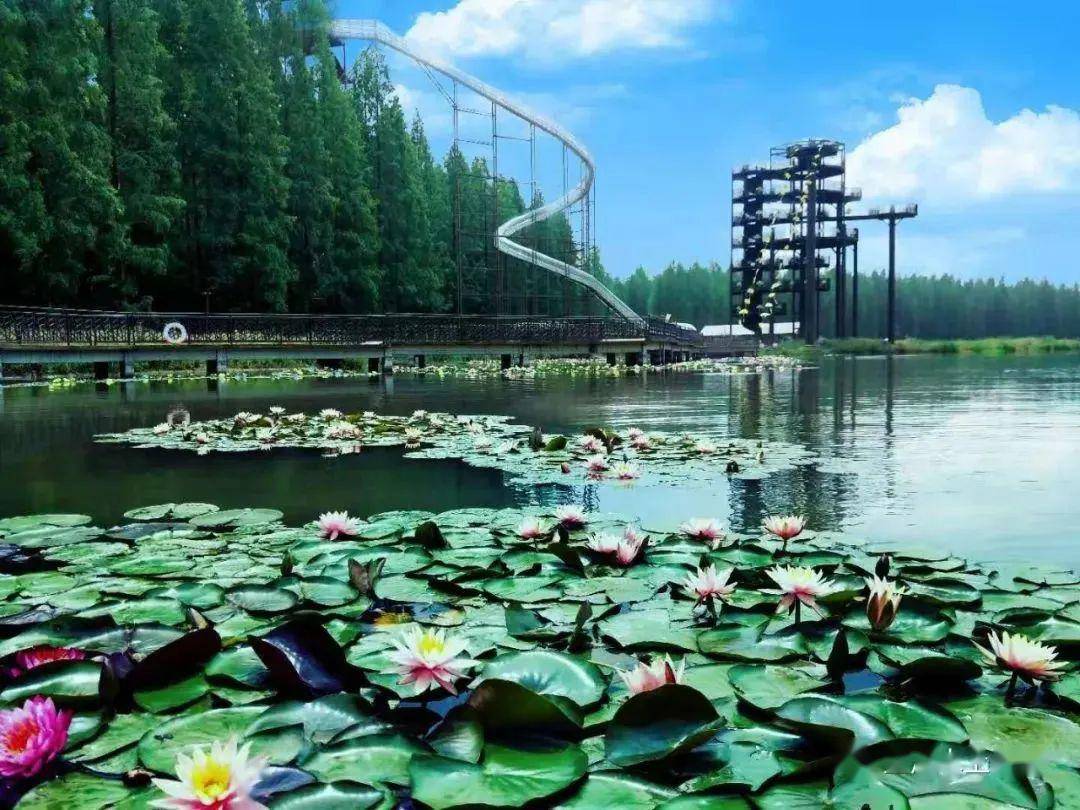 金湖水上森林入则莲花源住在森氧界小满520
