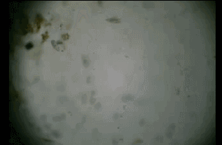 fbe00b86ab3441728df1c6a5c99a549f.gif