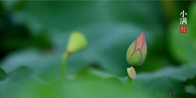 小满:花未全开月未圆