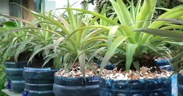 龟背竹水培转土培成活率 2f1f1f627a334e47b51d01c7e7929b58.jpeg