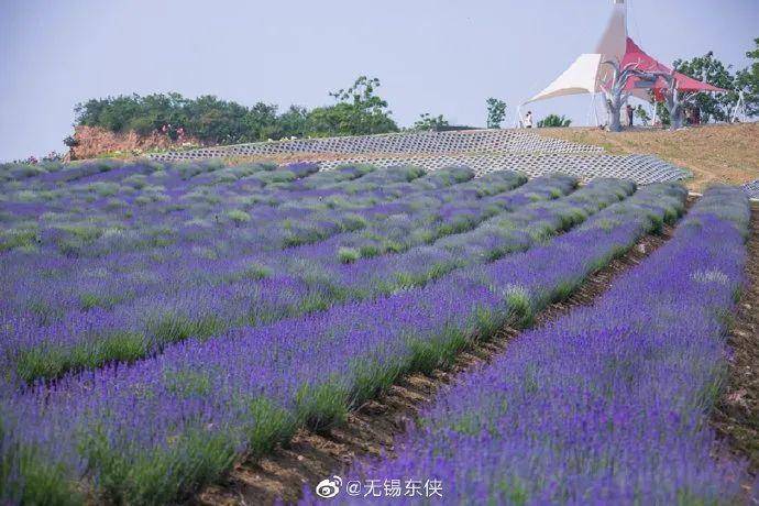 惊艳了初夏的这两抹紫色花海 悄然绽放 薰衣草