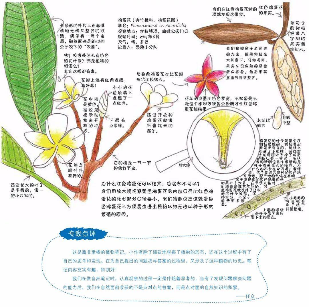 绘眼看自然   长隆杯第二届自然笔记大赛获奖作品展示(7)