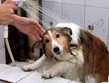 在家给宠物狗这样洗澡,你的狗狗会更爱你