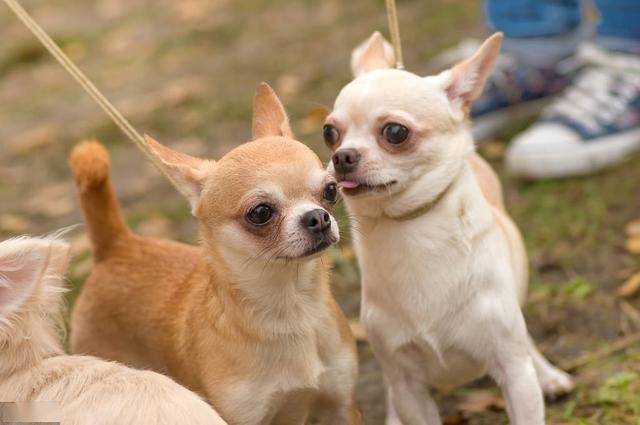 不过小鹿犬的体型相对吉娃娃来说,还是稍微大一点的,而且小鹿犬的头