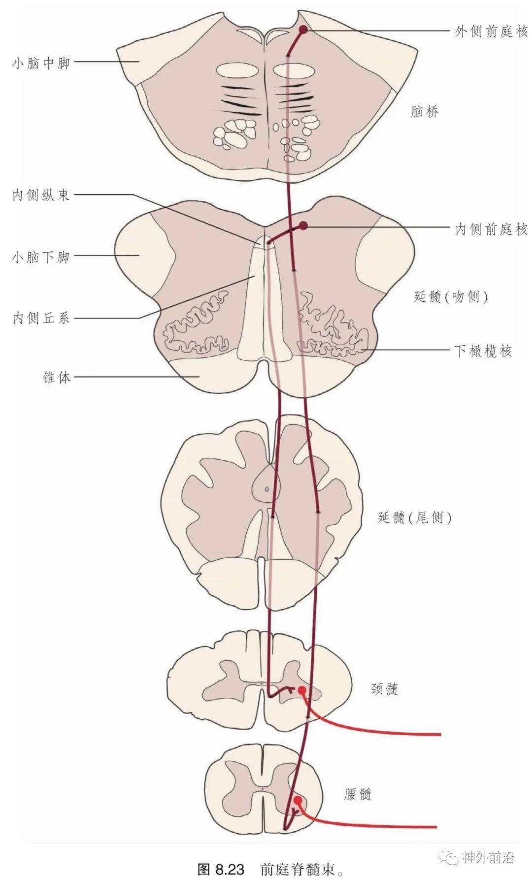 解剖 脊髓白质—脊髓的内部结构