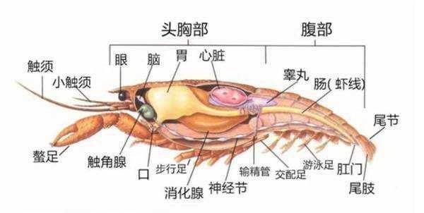 一只小龙虾有多少肉?医生给它做了ct后发现