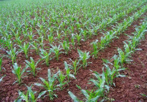 农民今年种玉米,做好这4点,玉米出苗齐,不缺垄,苗齐苗又壮