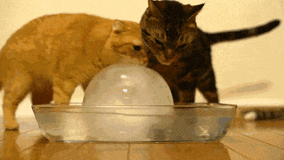 主人不给猫咪吃冰淇淋,猫咪都急哭了