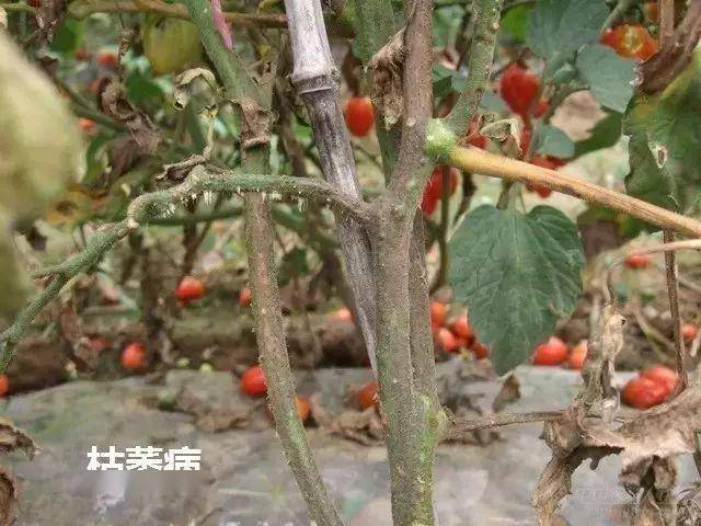 西红柿病害鉴定图
