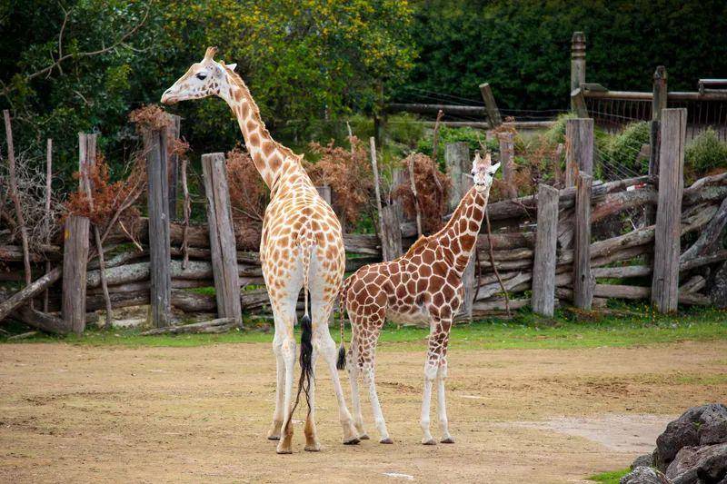 中国gdp算不算卖地_中国gdp增长图(2)