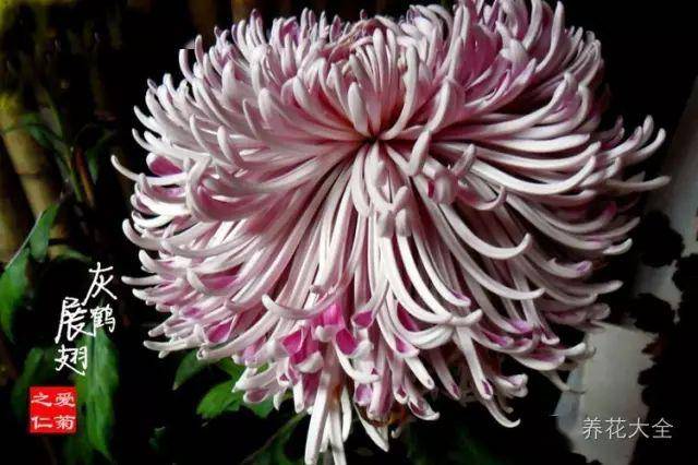 最美的花视频 素材 4ba9485a83534ae5a0bac5695f56989a.jpeg