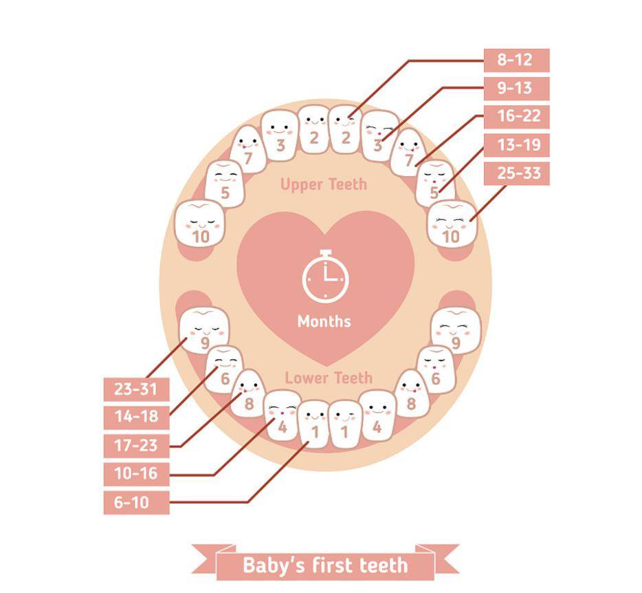 别再为出牙时间焦虑啦