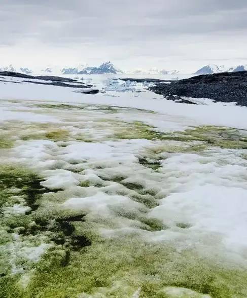 地理视野什么南极洲下绿雪原因竟然是