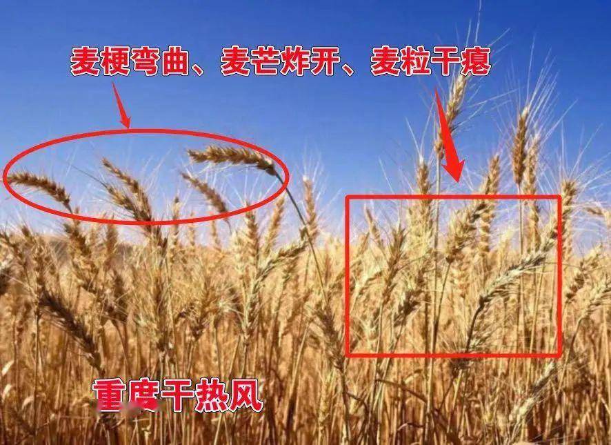 灾害之一，是出现在温暖季节导致小麦乳熟期受害秕粒的一种干而热的风。 ////////////////