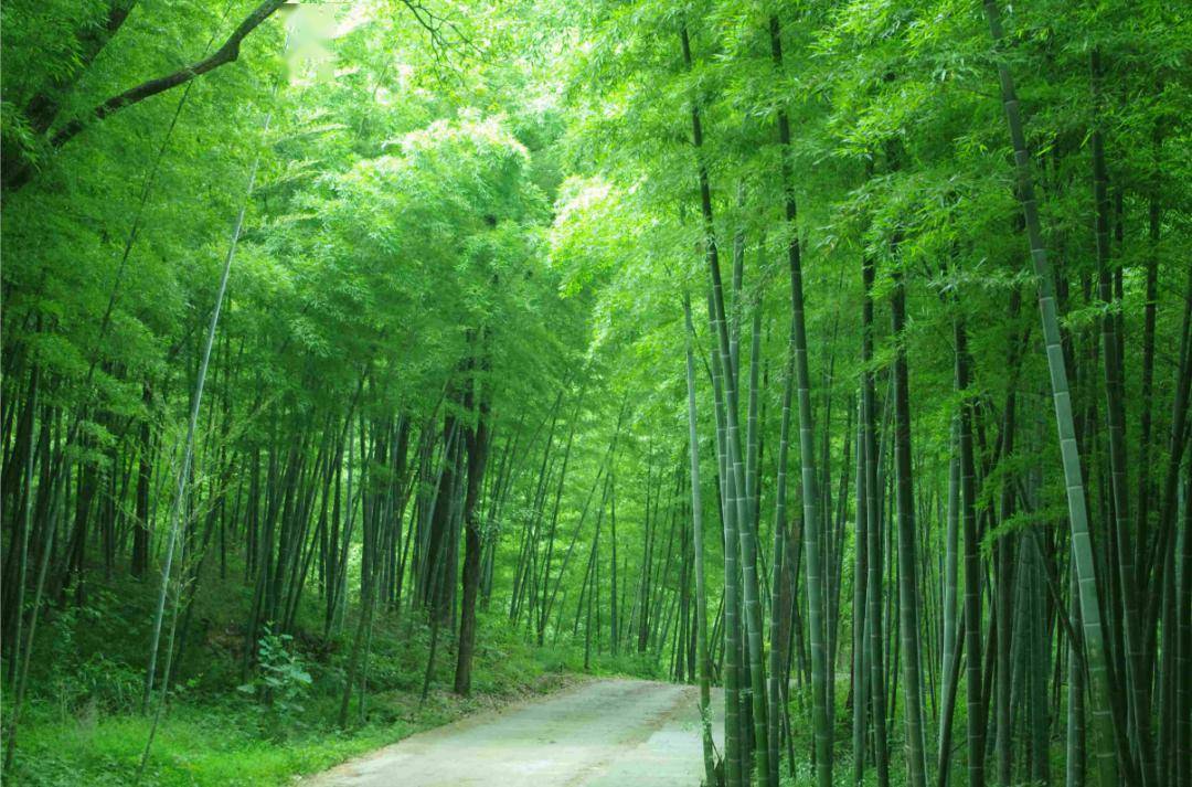 濮塘风景区
