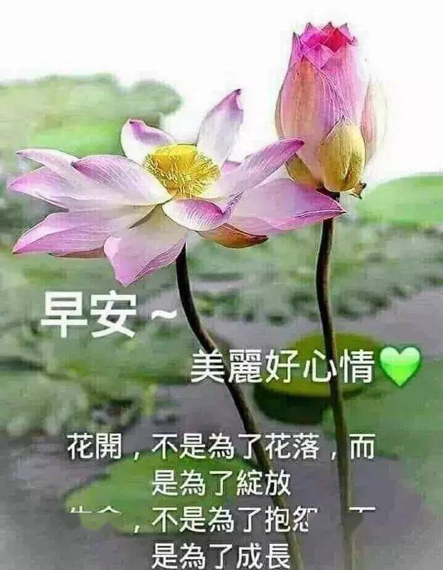 早上送你一只幸福鸟,让它把幸福分享给你,早上好