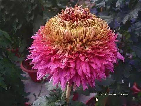 最美的花视频素材 f960158f86b04e38bd5092cece1294bf.jpeg