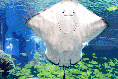 美人鱼们优美的身姿和笑容 让旅人情不自禁的驻足细赏 海洋动物们都吃