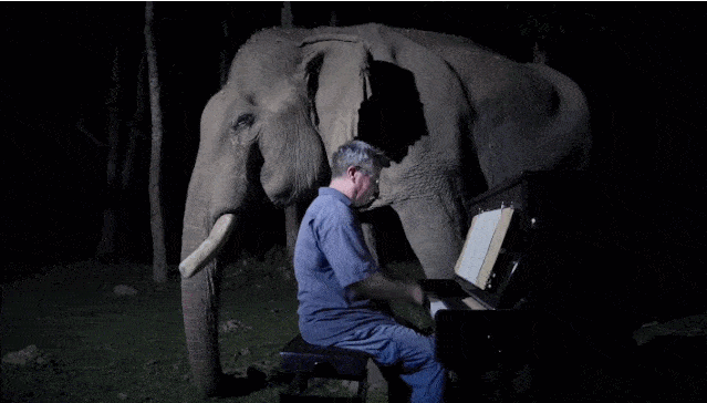 59岁钢琴师在森林连开82场“无人”音乐会