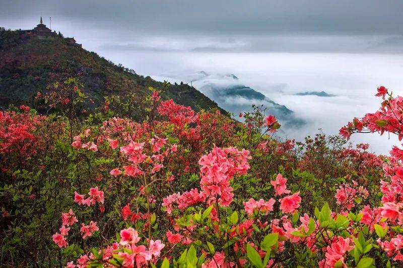 投稿指南瑞安杜鹃花红圣井山