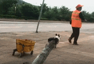 别小看短腿柯基!环卫阿姨养了一只,竟能帮忙拖车和捡垃圾