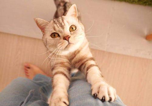 怎么看小猫是否生病 007d57c63df2464ca8b74e3ac0e8c653.jpeg