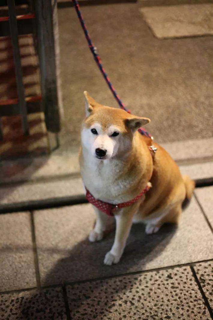 旅居京都 行也悠然 住也欣然