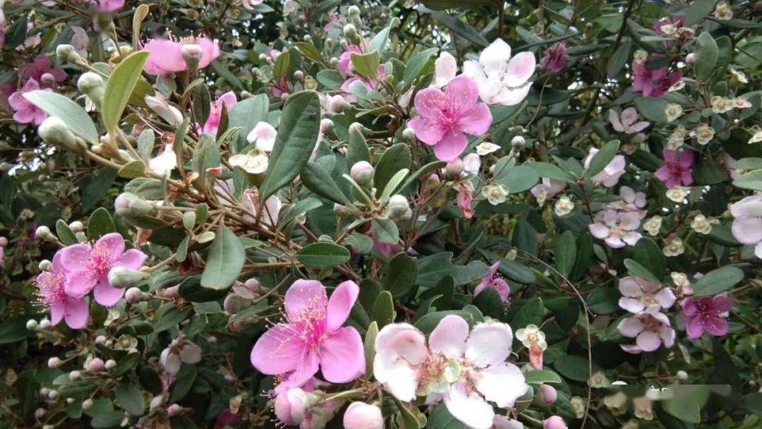 信宜山上的菇稔花开了童年的回忆