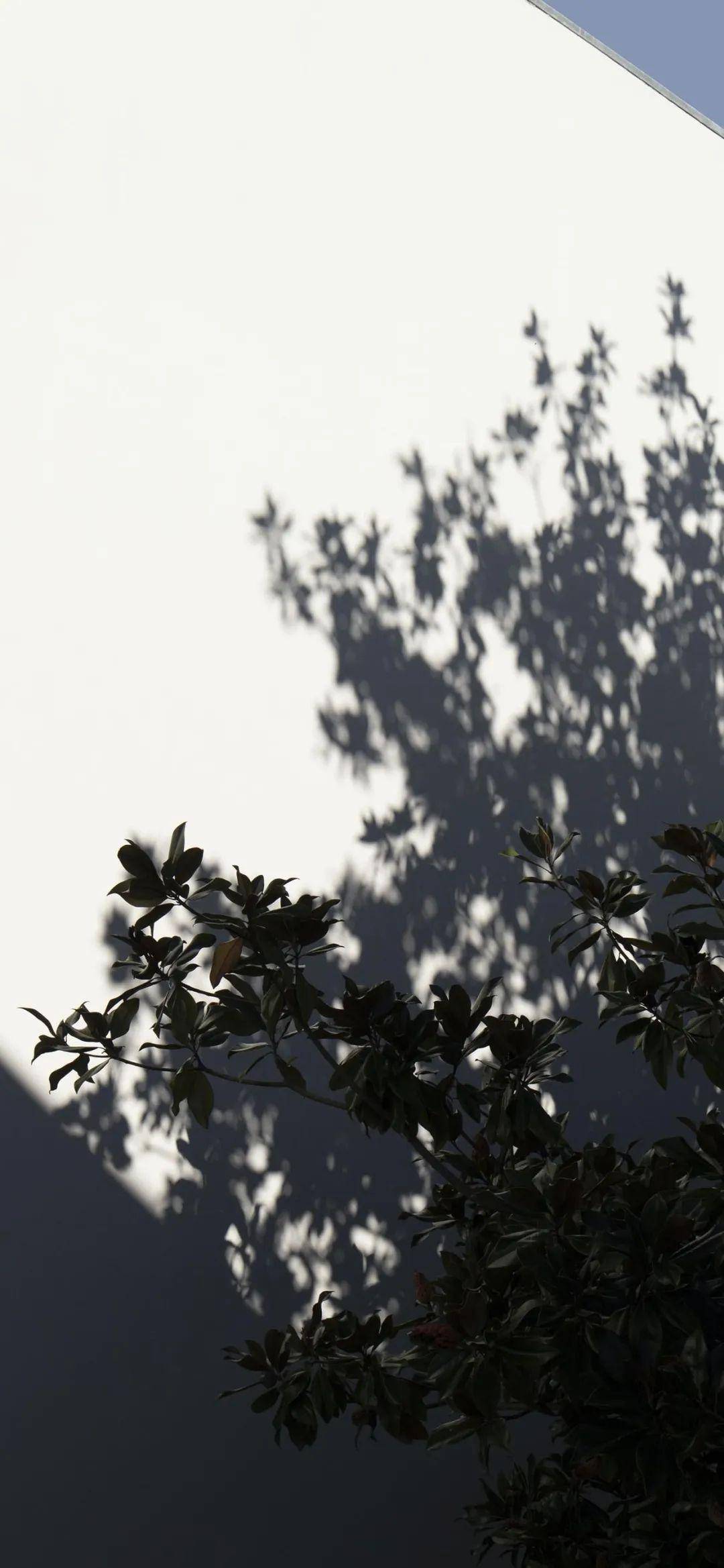 壁纸 丨落花有意 流水无情