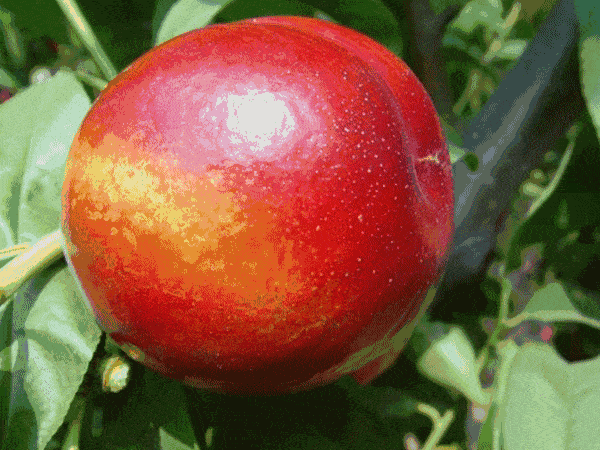 菏泽一采摘庄园的樱桃,油桃随你吃,赶紧安排!