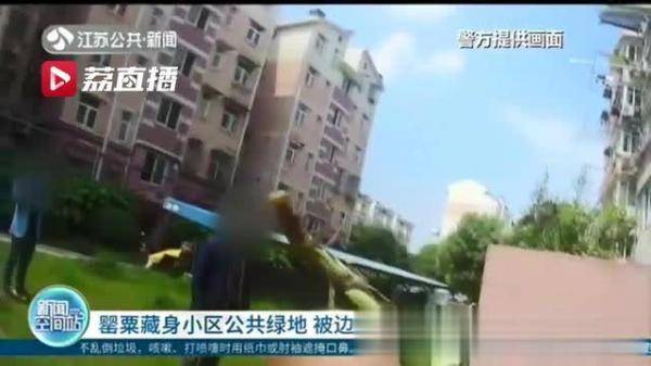 边防：罂粟藏身小区公共绿地 被边防老兵一眼认出，