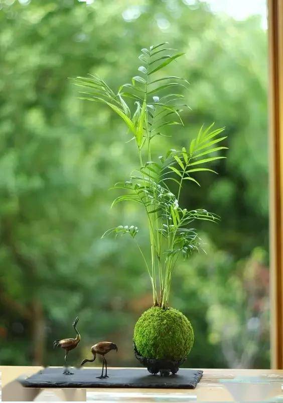 一处青苔，美了一个院子