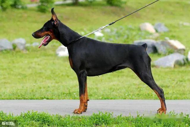 最护主的5种小型犬一生只认一个主人是你家的狗吗