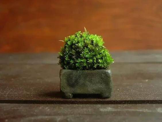 一处青苔，美了一个院子