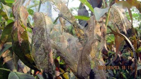 桃树病虫害防治全年用药推荐