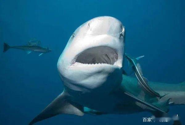 海洋动物排名_海洋动物简笔画