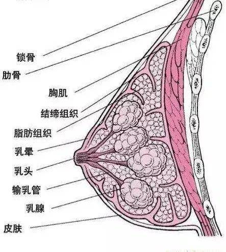 被乳房按摩害惨的中国女人……_乳腺