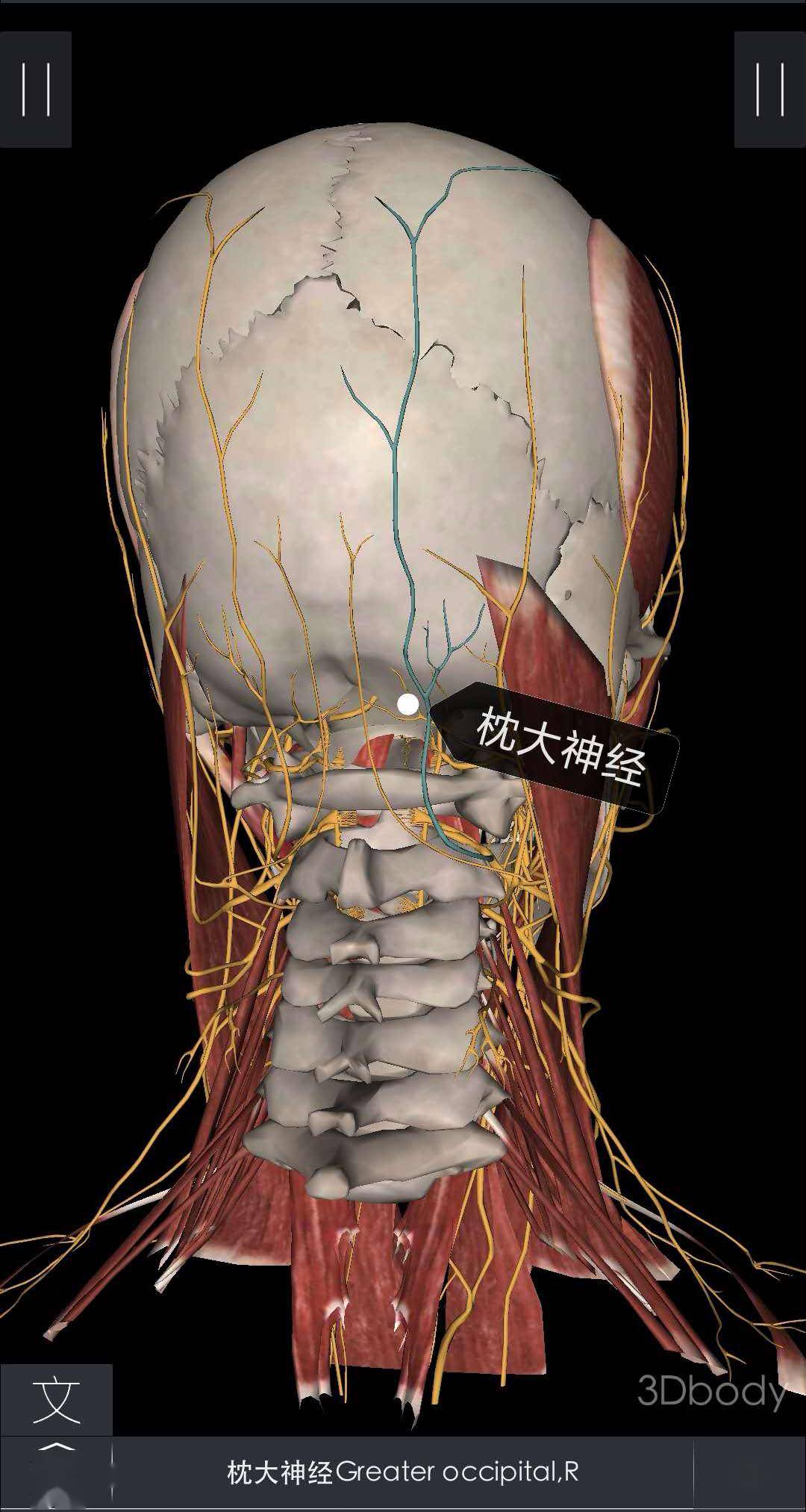 据资料描述,第2颈神经的后支叫 枕大神经,以枕大神经痛为突出的症状