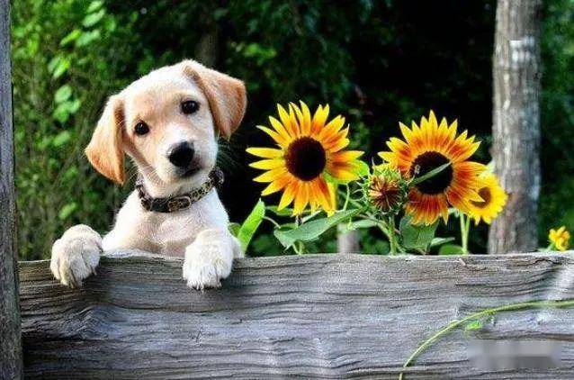 狗狗怎么养才忠诚 175d0ddf1eb243bfb9bc1094b0885149.jpeg